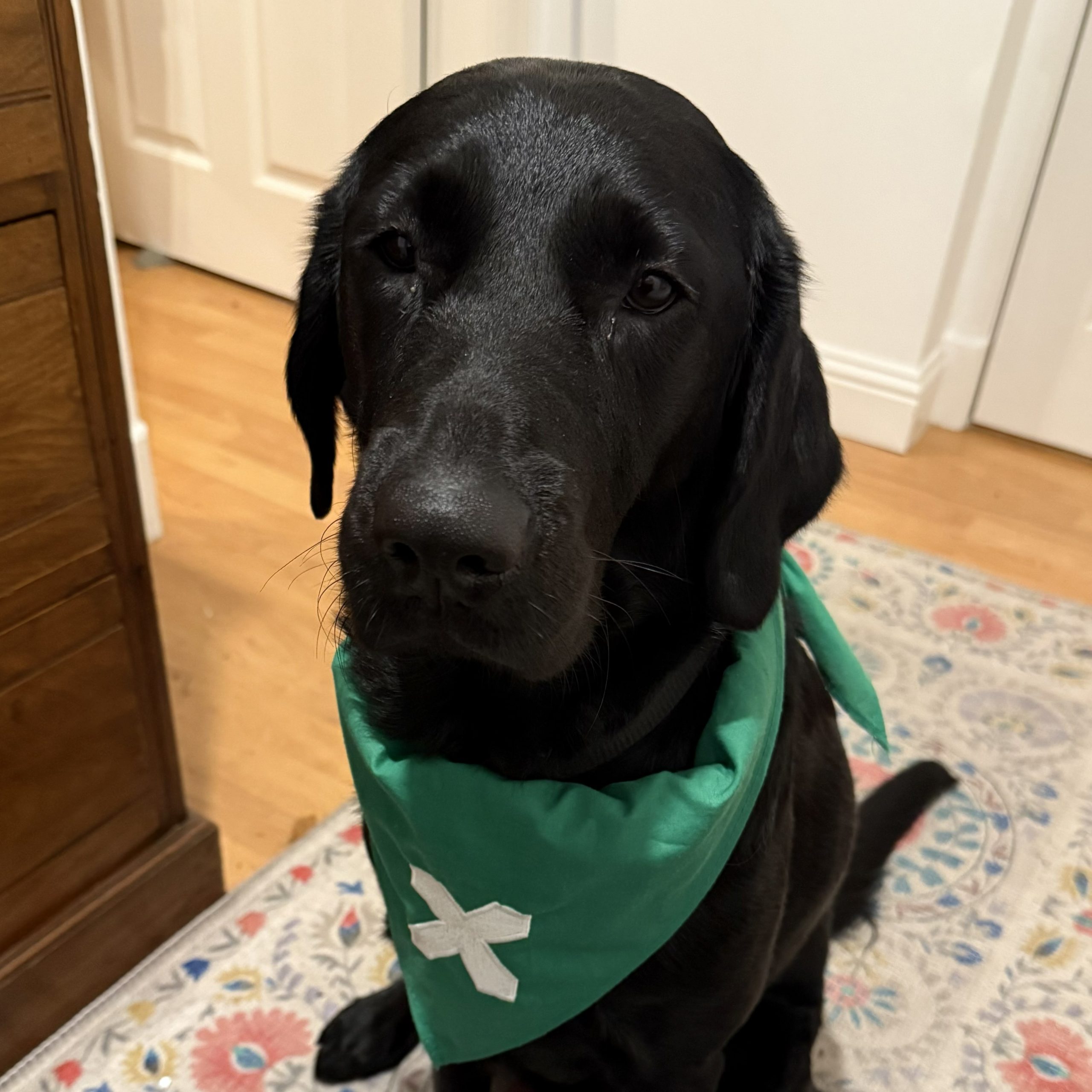 Shenna, A black labrador retriever cross Guide dog wearing a green Scout neckerchief 